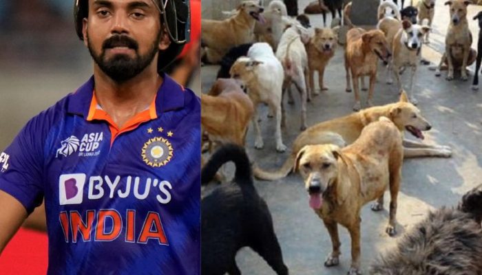 kl rahul talks against Kerala for street dogs